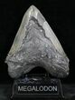 Massive Megalodon Tooth - Serrated #28022-1